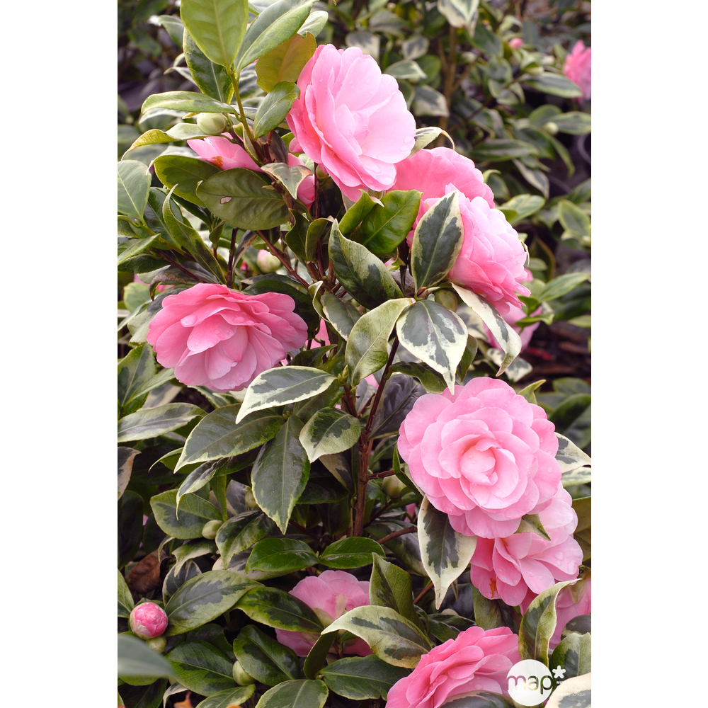 Camellia japonica ' Kerguelen ' : pot 4 L | Truffaut