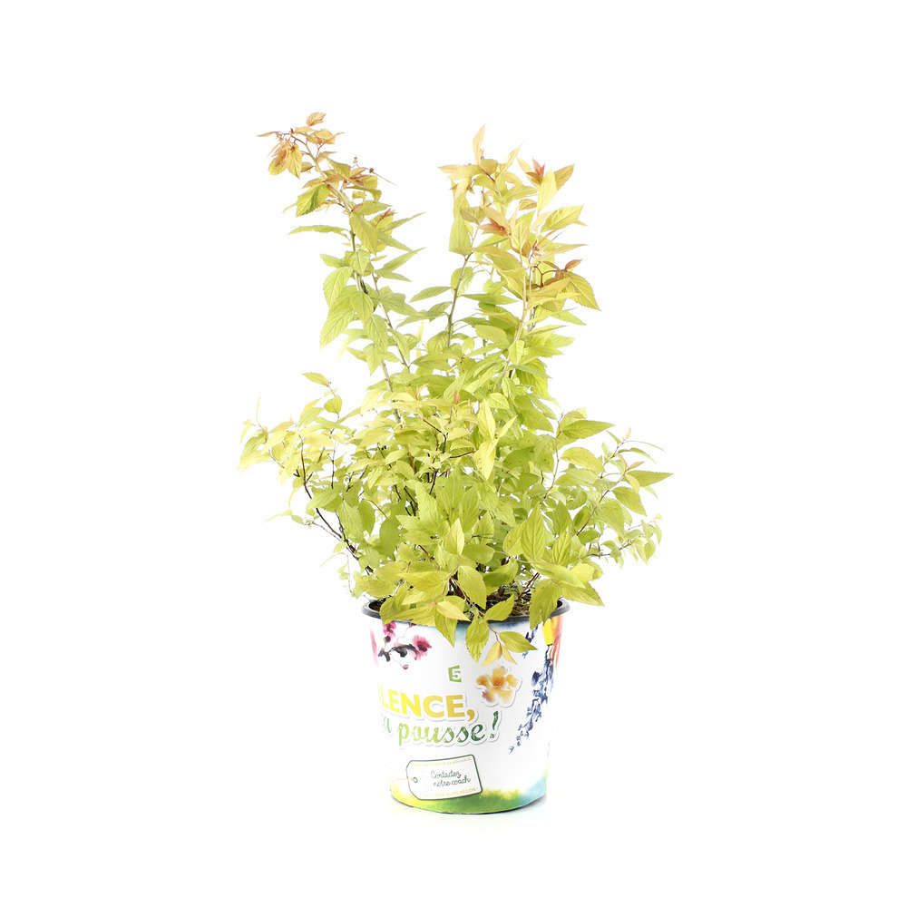 Spiraea japonica ' Goldflame ' : ctr 4,5 litres