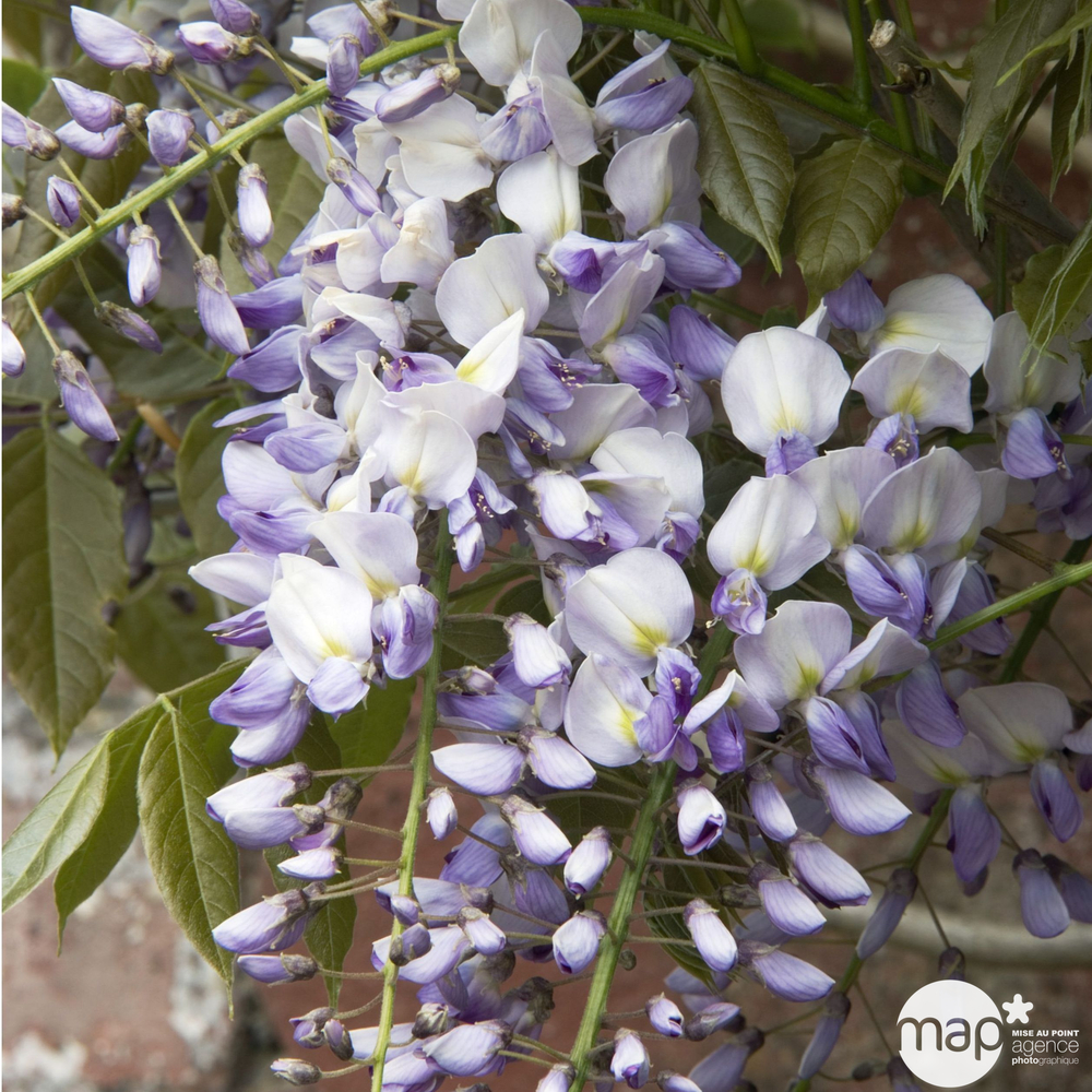Glycine (Wisteria sinensis) 'Caroline' - Echelle - Pot 3L