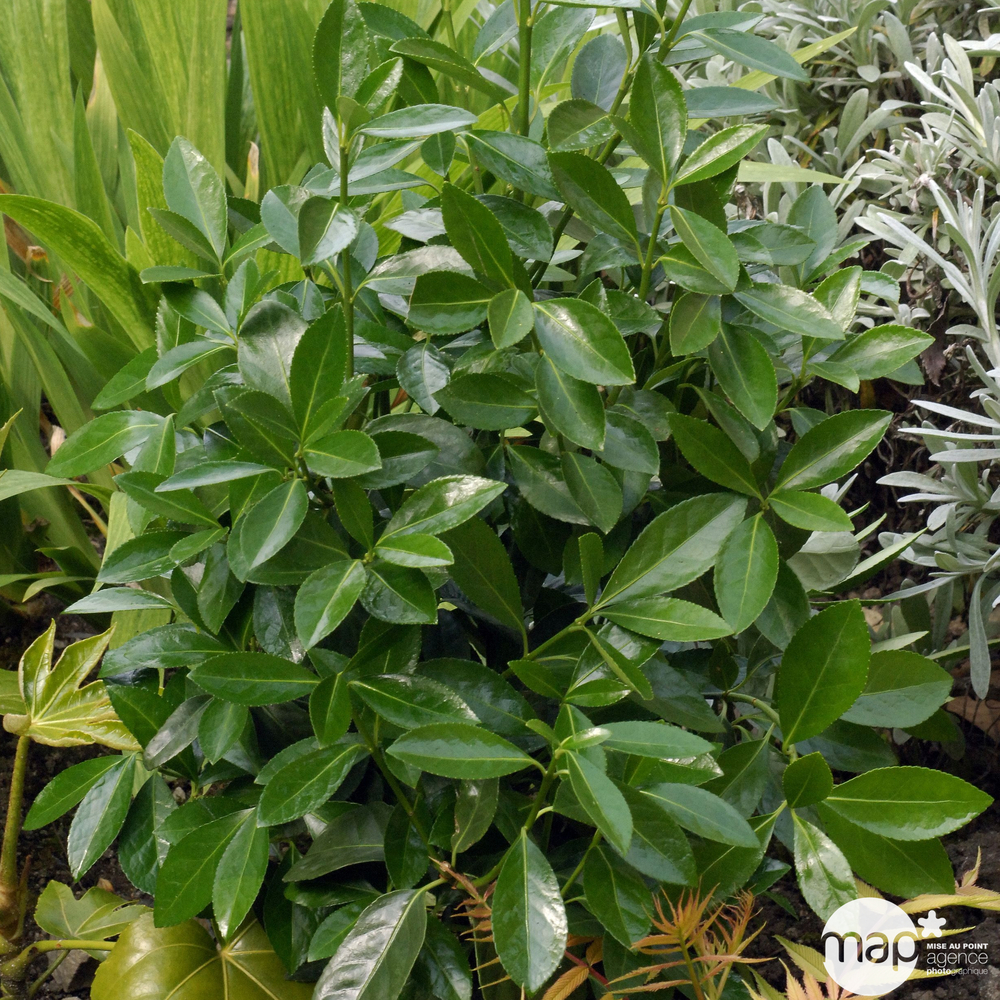 Euonymus japonicus 'Green Millenium'® : pot 5L