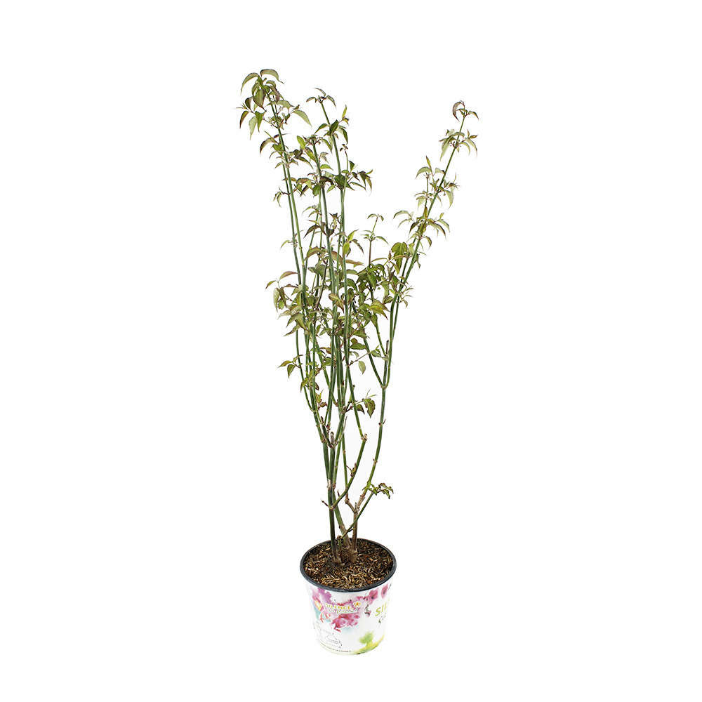 Leycesteria formosa 'Purple Rain ':4,5L