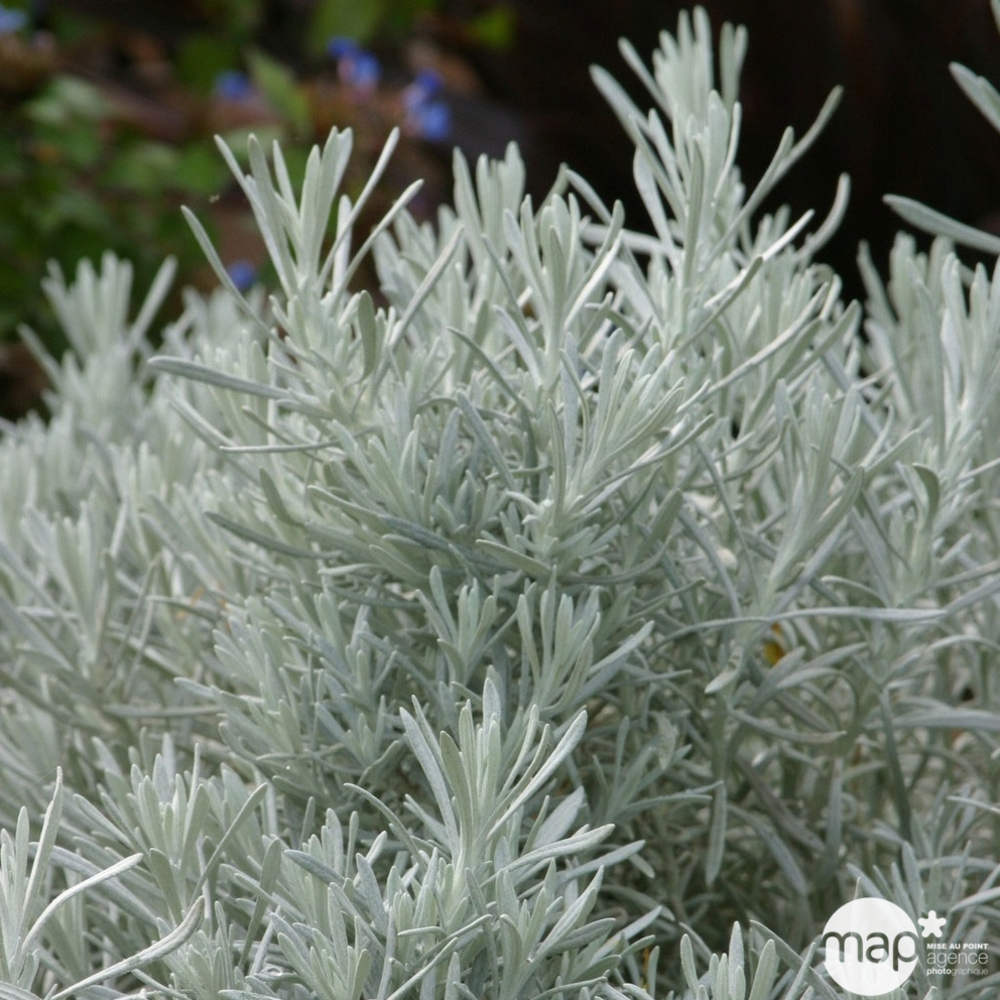 Helichrysum italicum ' Serotinum ': conteneur 3 litres