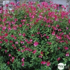 Salvia Grahamii : C.7 L