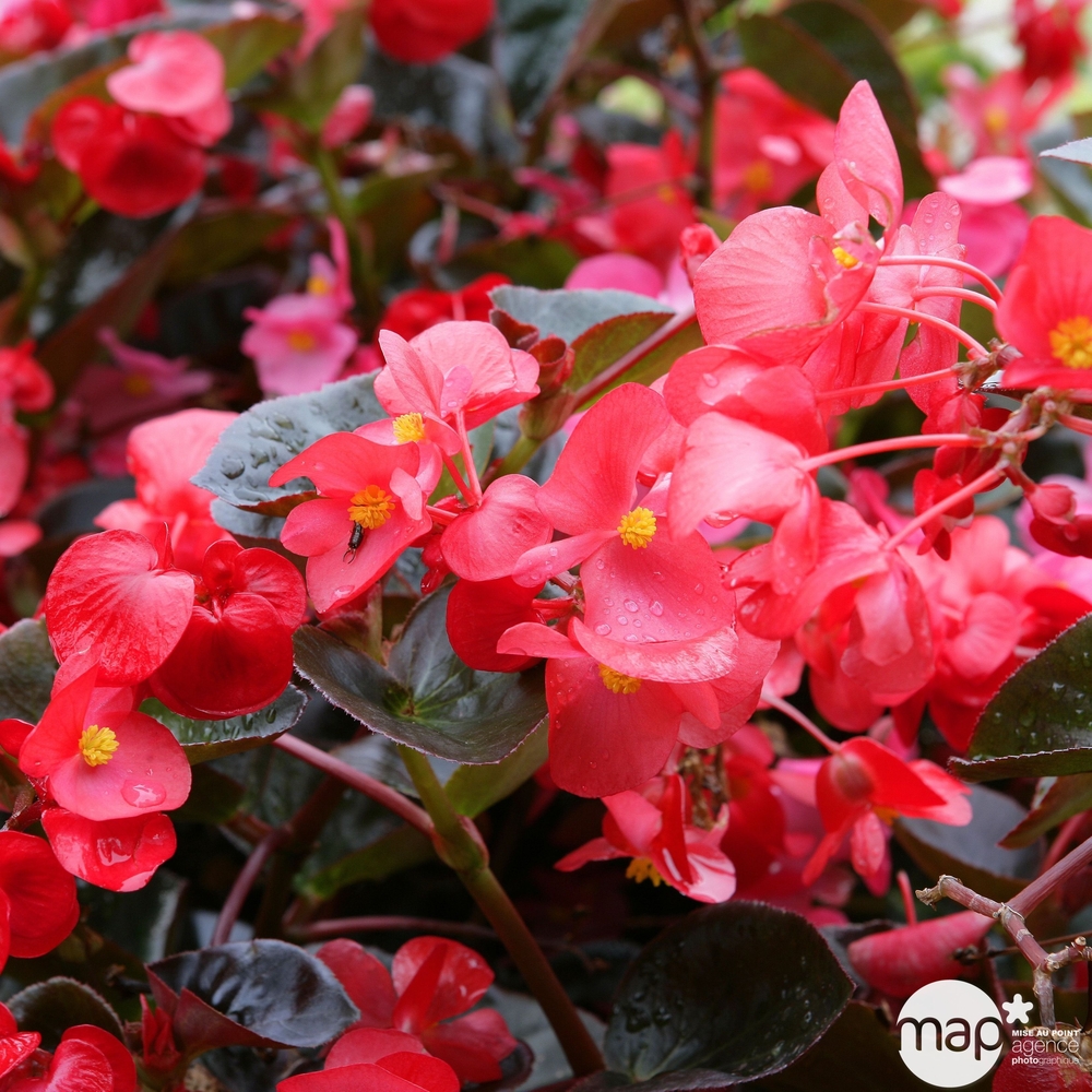 Bégonia benariensis F1 big ® : pot Ø 10,5 cm