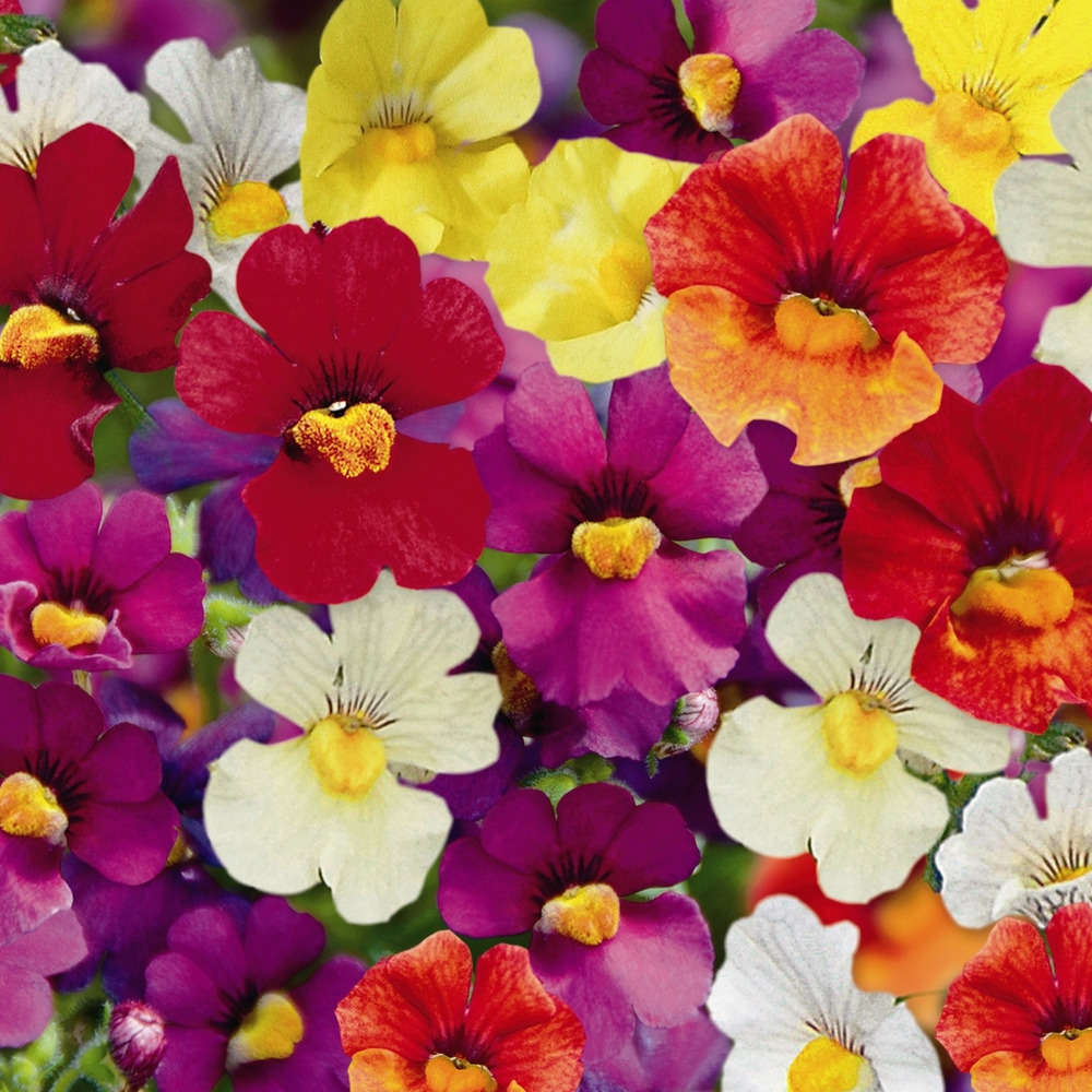 Nemesia sunsatia® : Ctr 4,5 litres