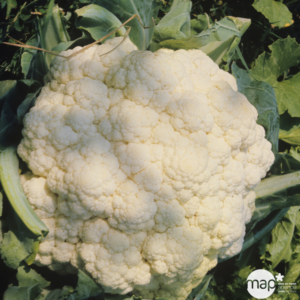 Plants de choux-fleurs 'Boris' : barquette de 6 plants