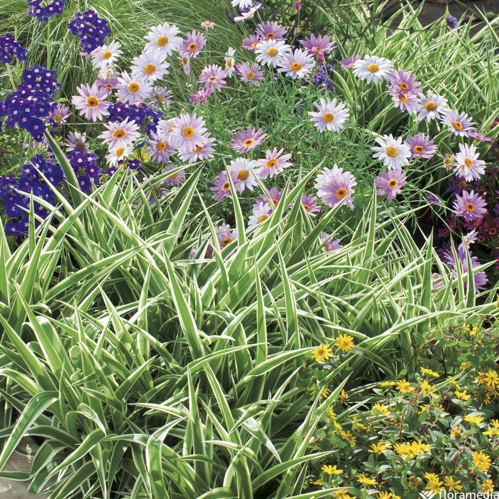 Chlorophytum : suspension Ø 26 cm