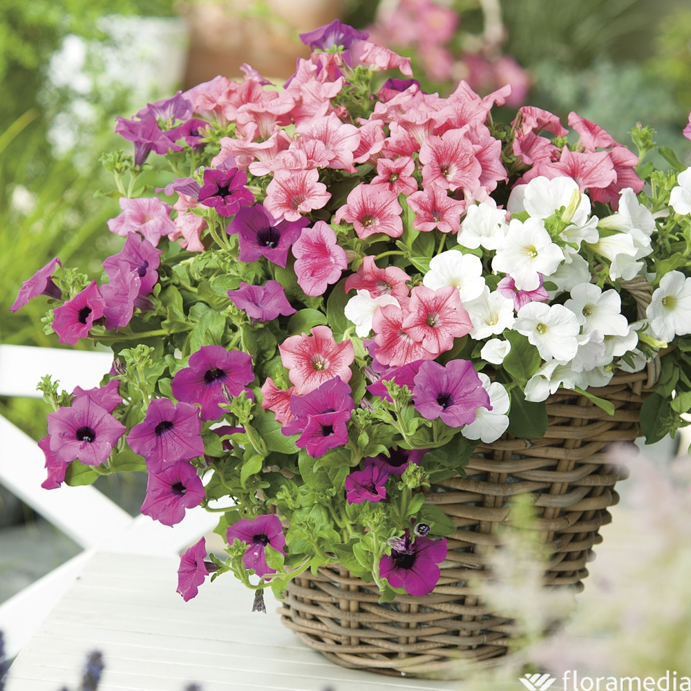 PÃ©tunia retombant : suspension couleur d.26cm