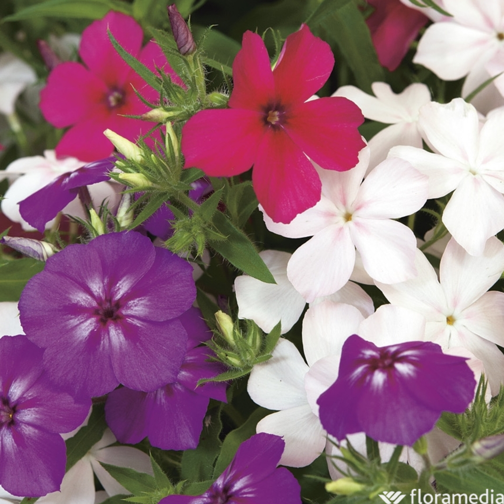 Phlox : pot 2L