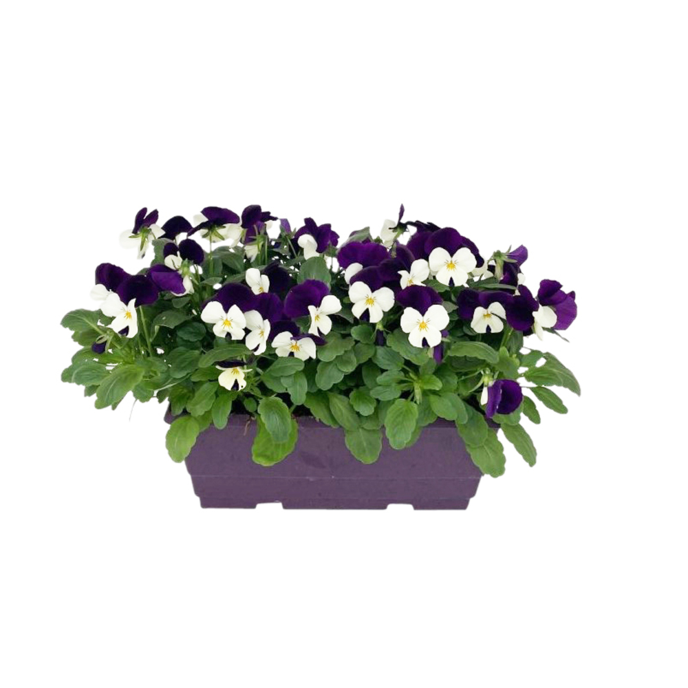 Viola Cornuta : JardiniÃšre colorÃ©e 25 cm