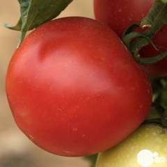 Plants de tomates 'Paola' F1 : barquette de 3 plants