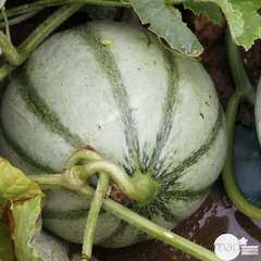 Plants de melons 'Cézanne' F1 : barquette de 3 plants