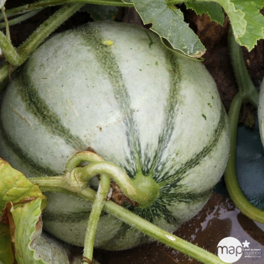 Plants de melons 'Cézanne' F1 : barquette de 3 plants