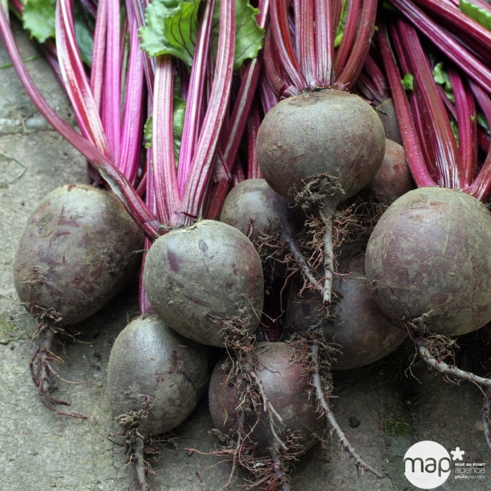 Plants de betteraves rouge ronde 'Pablo F1' : barquette de 12 plants