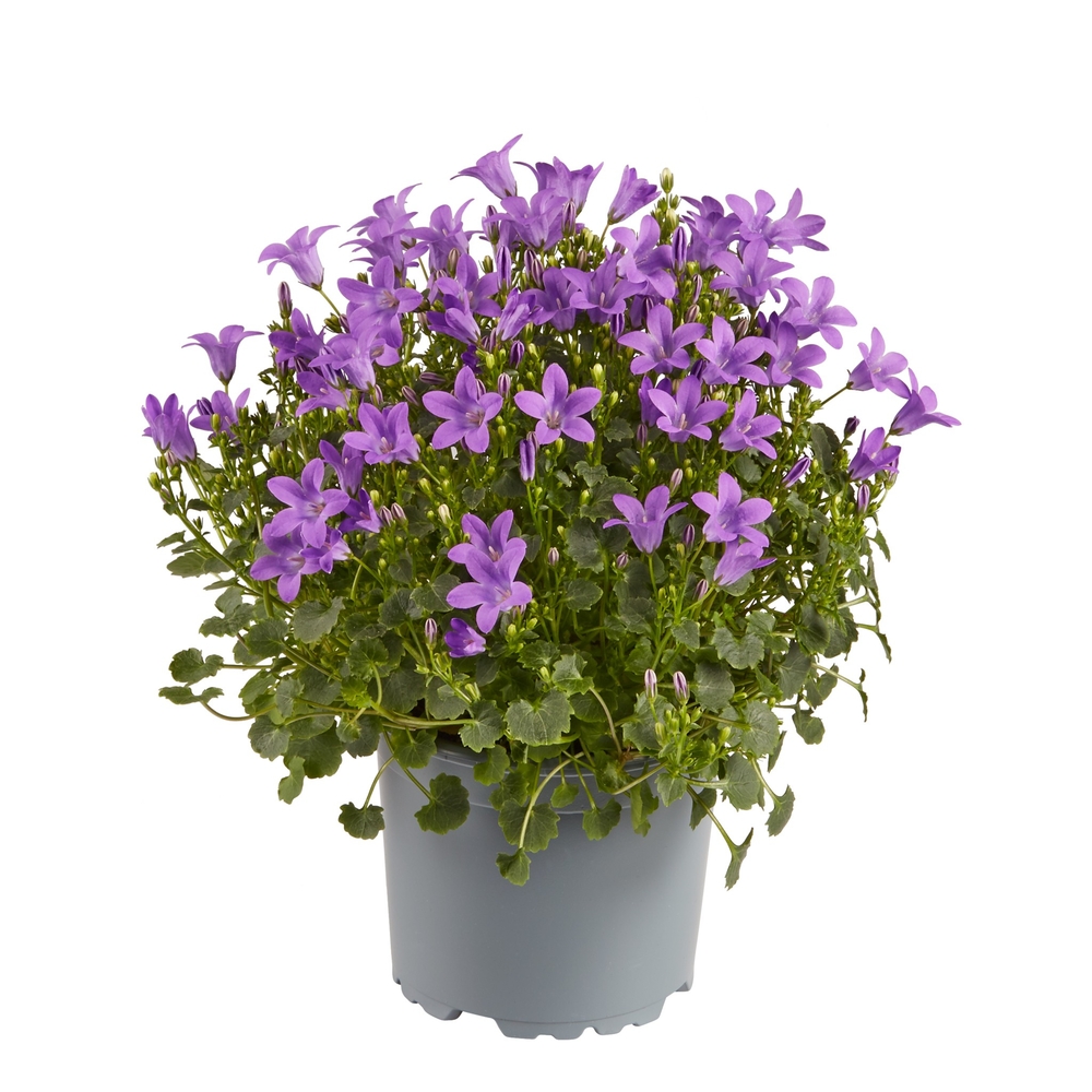 Campanule Ocean : pot de diamètre 11 cm