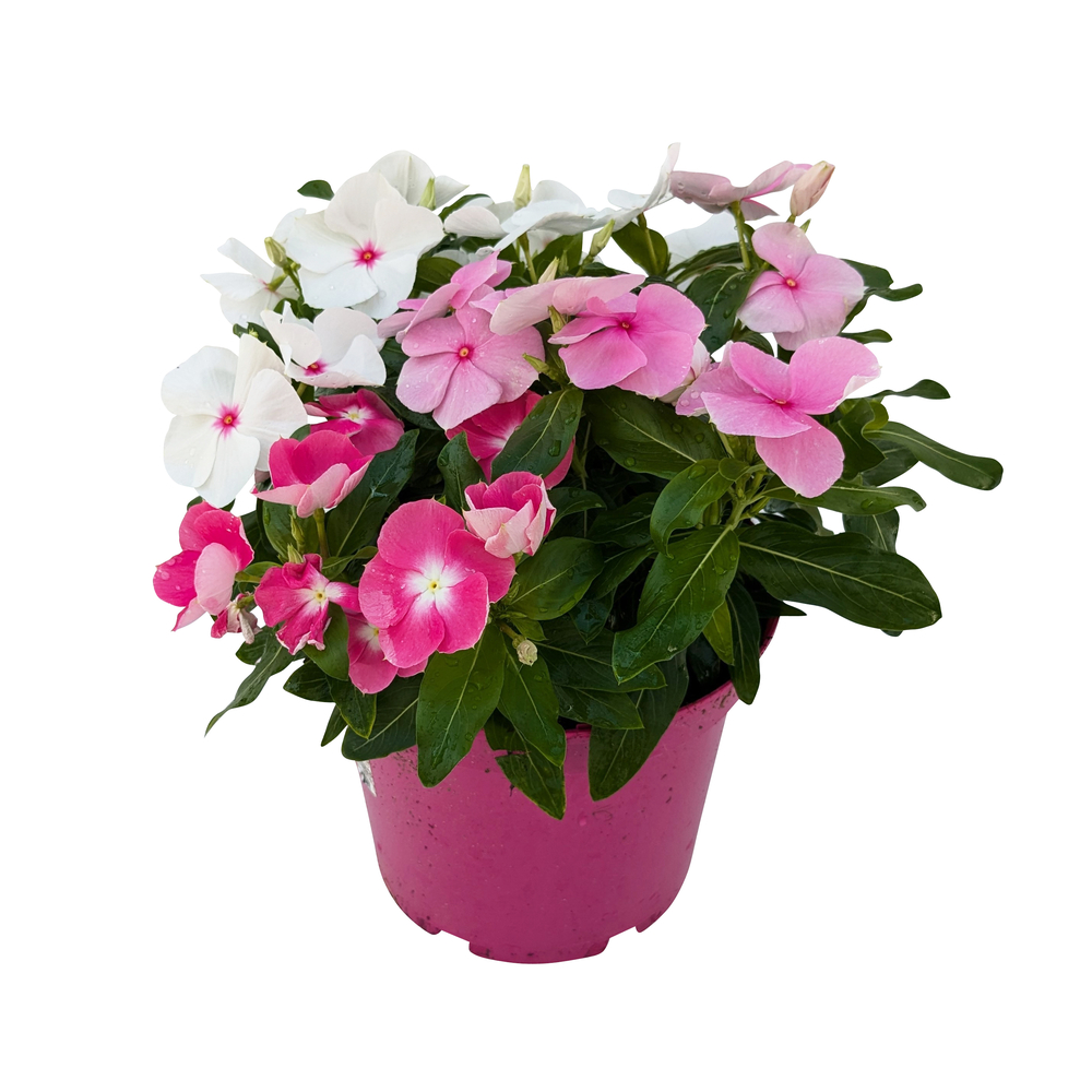 Pervenche de Madagascar : Ctr 3 litres