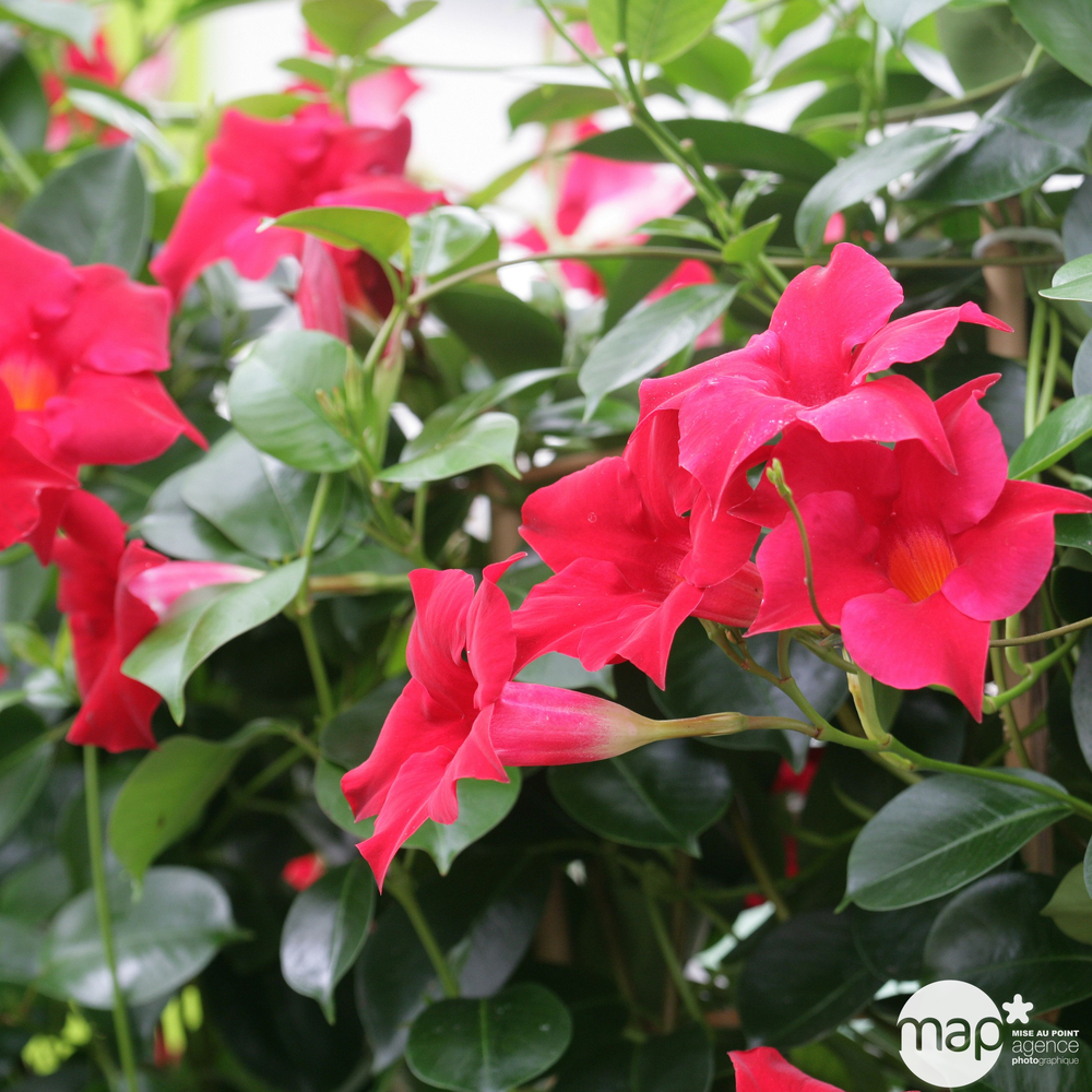 Dipladénia Sundaville® : jardinière 40 cm