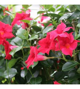 Dipladénia Sundaville® : jardinière 40 cm