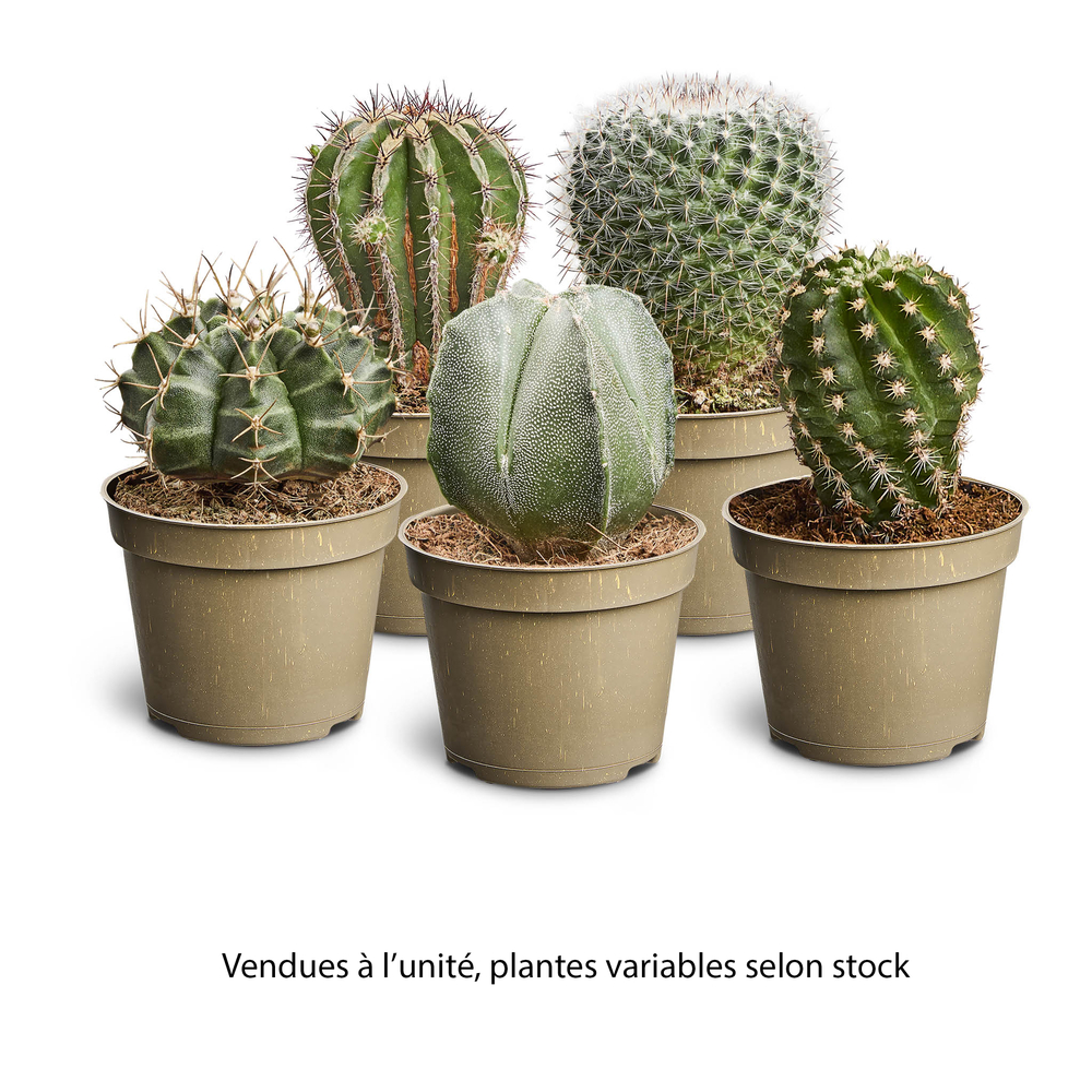 CACTUS VARIES 6.5CM-(392655)