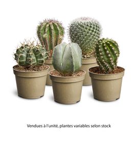CACTUS VARIES 6.5CM-(392655)