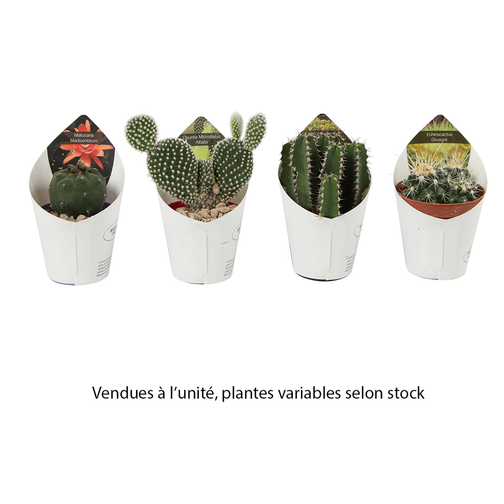 Cactus varis: pot D6,5 cm | Truffaut
