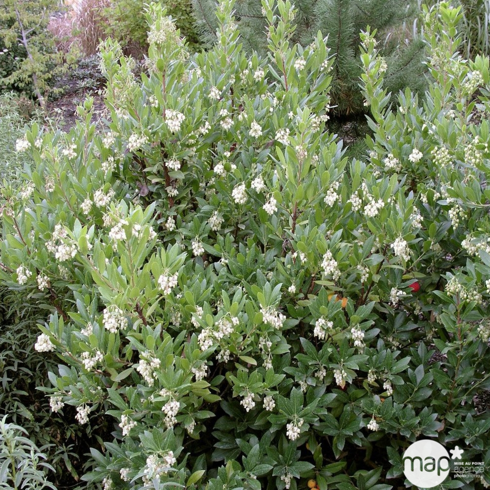 Arbutus Unedo : H 100/125 ctr 18 Litres