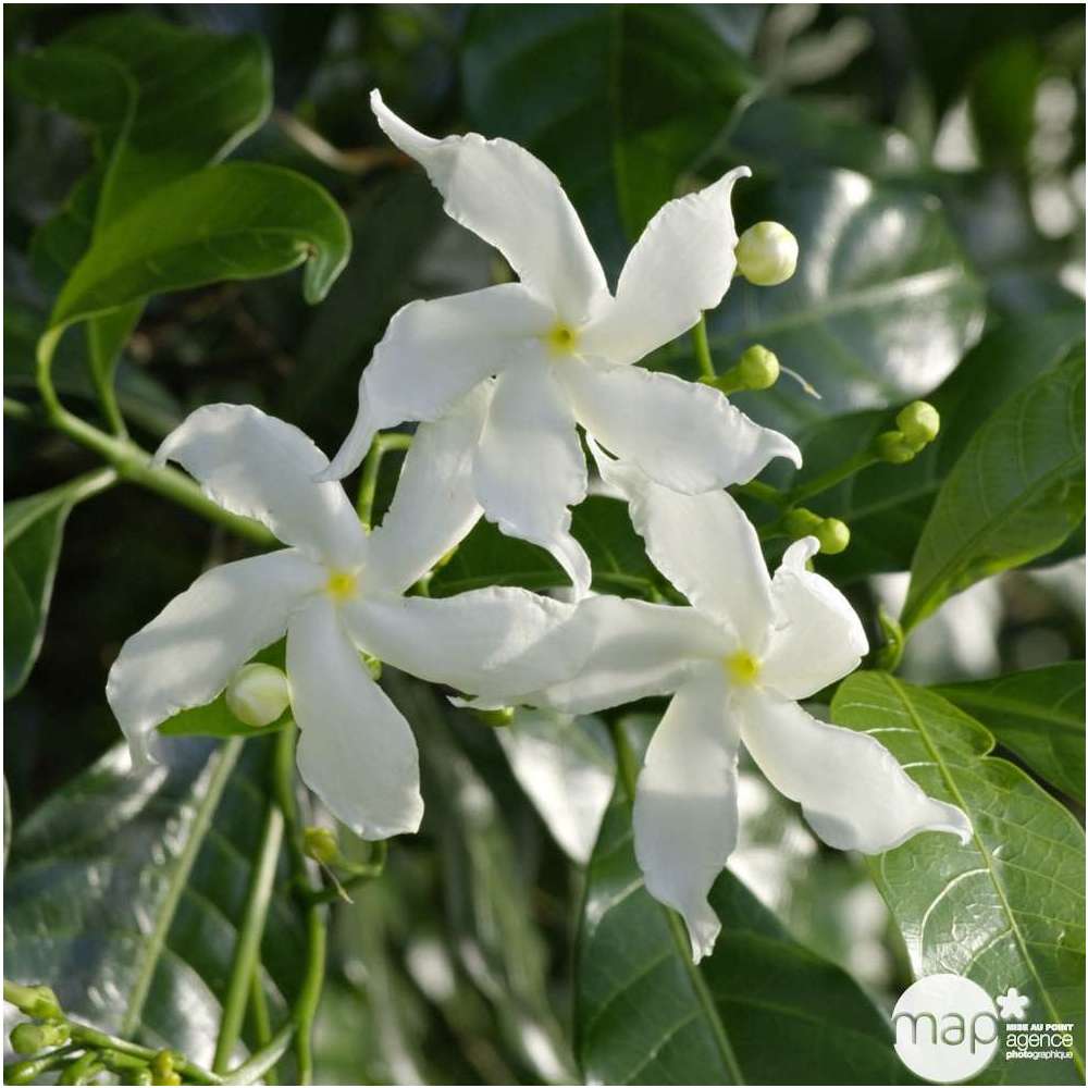 Trachelospermum jasminoides : ctr 5 L, tuteur 120 cm