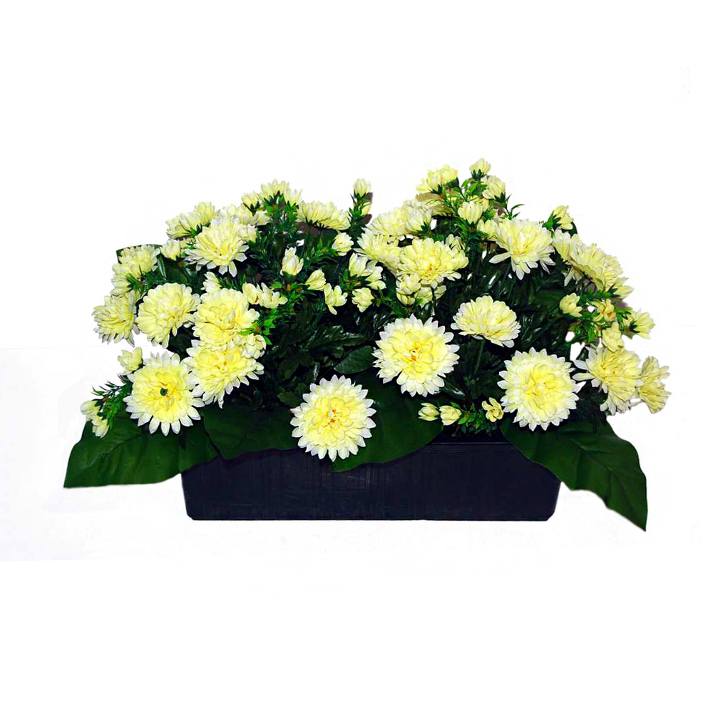 Jardinière 40Cm de 48 chrysantheme crème , H35CM - L50Cm, 5Kg