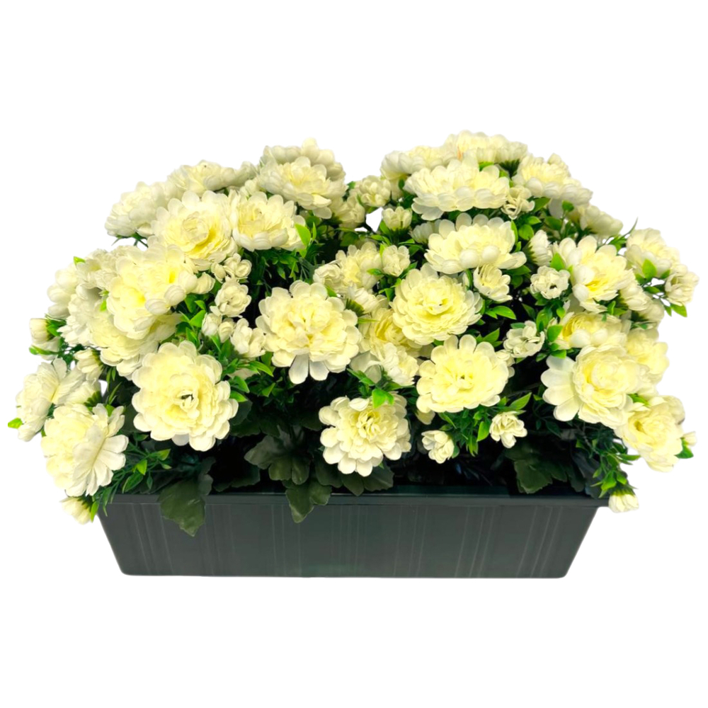 Jardinière 40Cm de 48 chrysantheme crème , H35CM - L50Cm, 5Kg