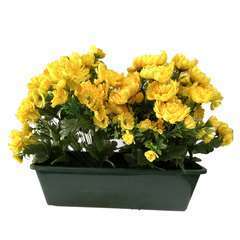 Jardinière 40Cm de 48 chrysantheme jaune , H35CM - L50Cm, 5Kg