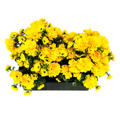 JardiniÚre chrysanthÚme : jaune h 25cm