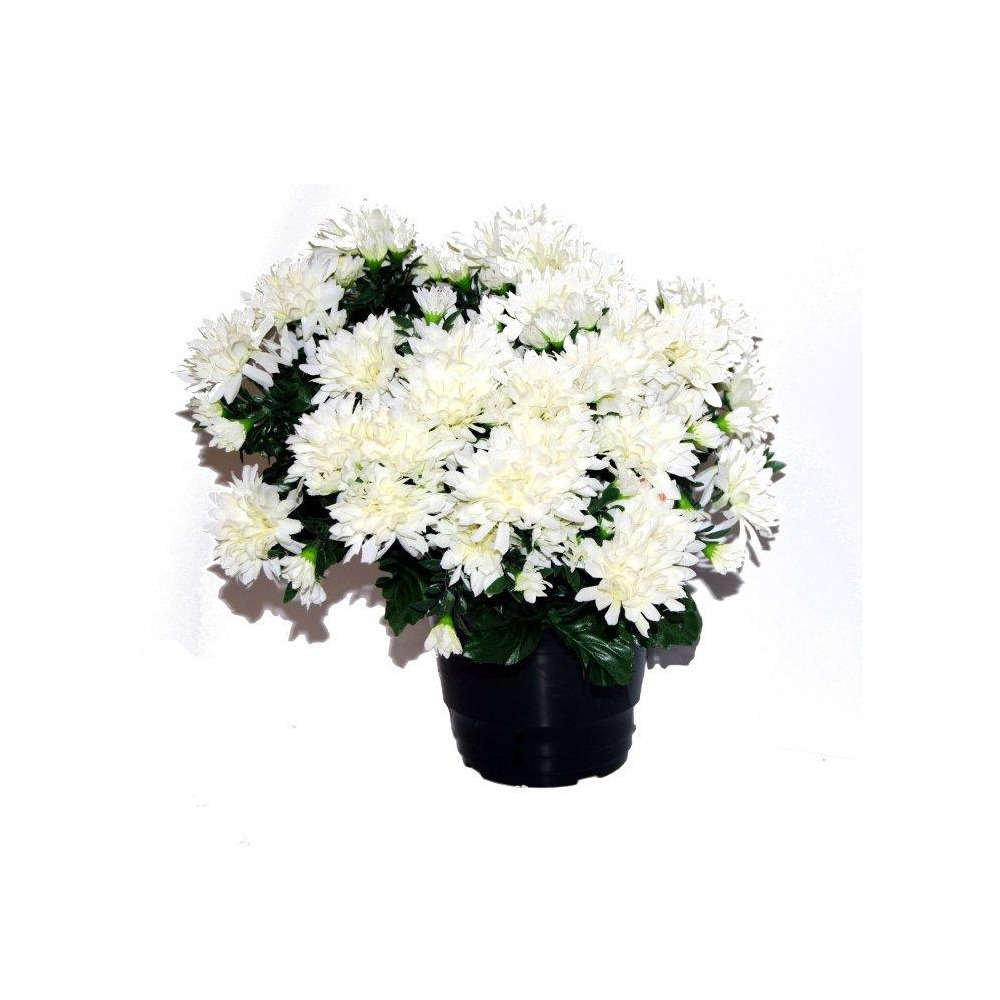 Pot de chrysantheme pomponette crème , H32CM - L36Cm, 2Kg
