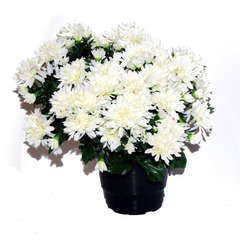 Pot de chrysantheme pomponette crème , H32CM - L36Cm, 2Kg Marichal |  Truffaut