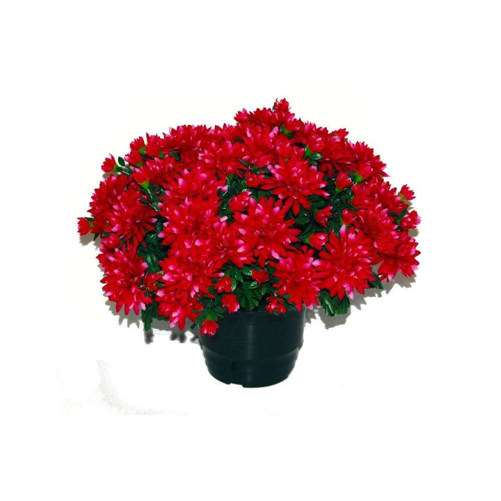 Pot de chrysantheme pomponette fushia , H32CM - L36Cm, 2Kg