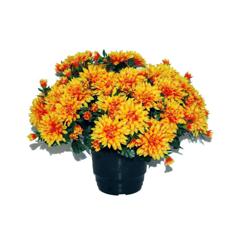 Pot de chrysantheme pomponette tabac , H32CM - L36Cm, 2Kg