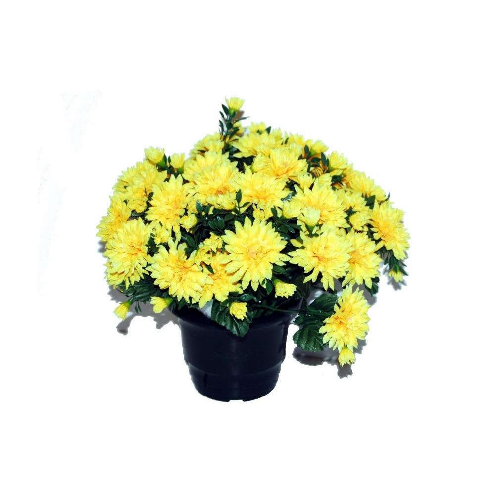 Pot de chrysantheme pomponette jaune , H32CM - L36Cm, 2Kg