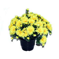 Pot de chrysantheme pomponette jaune , H32CM - L36Cm, 2Kg