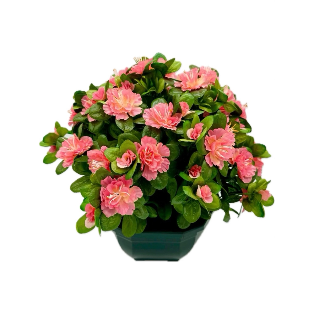 Coupe de 11 azalée rose, H37Cm - L44Cm, 3,5Kg