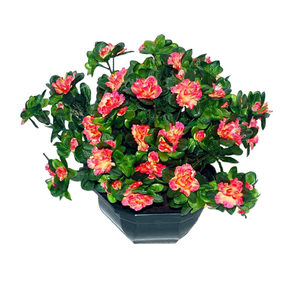 Coupe de 11 azalée saumon, H37Cm - L44Cm, 3,5Kg