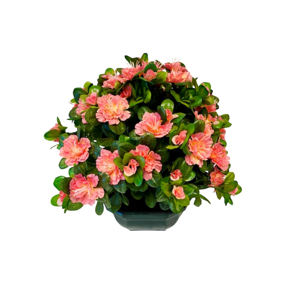 Coupe de 11 azalée saumon, H37Cm - L44Cm, 3,5Kg