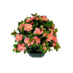 Coupe de 11 azalée saumon, H37Cm - L44Cm, 3,5Kg