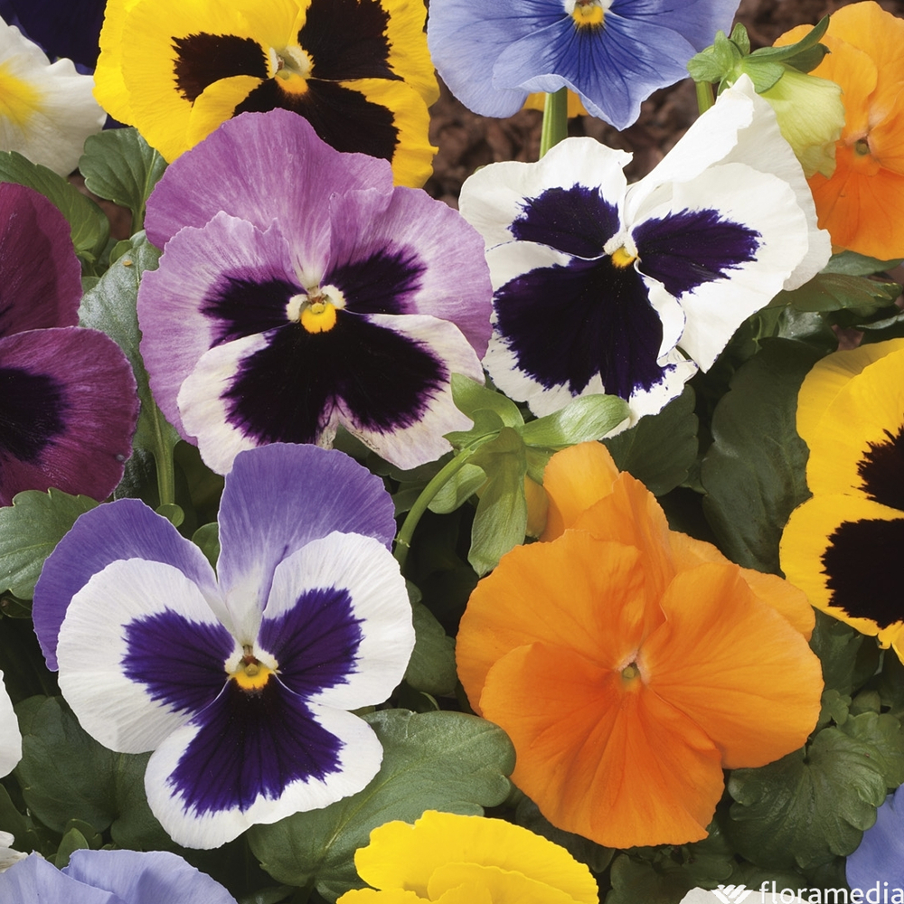 PensÃ©e : Coupe D.23