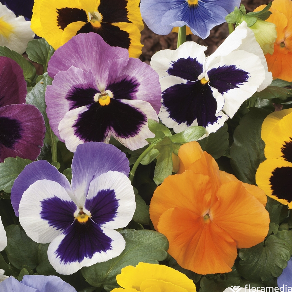 Pensée : jardinière 25 cm