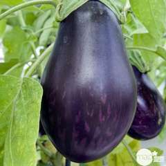 Plant d'aubergine 'Bonica' F1 : pot de 0,5 litre