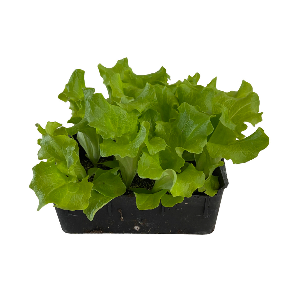 Laitue batavia blonde : barquette 12 plants