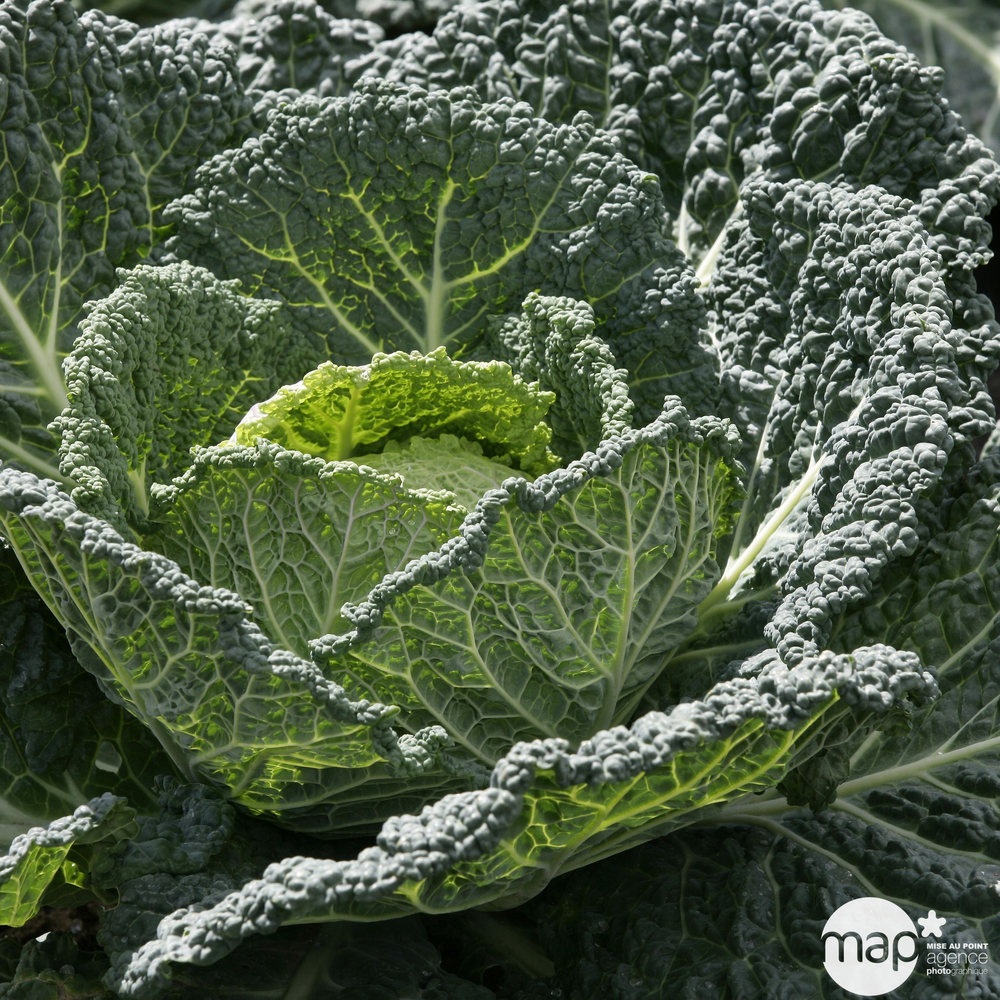 Plants de choux de Milan 'Serpentine' : barquette de 6 plants