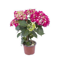 Hortensia : 3/5 fleurs, pot Ø10cm - Coloris variables