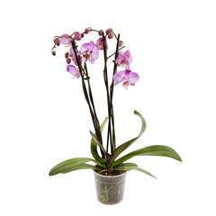 Orchidée Phalaeonopsis 4 tiges - pot D.12 cm