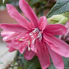 Passiflora insignis 'Pink Passion' ®:conteneur 3 litres