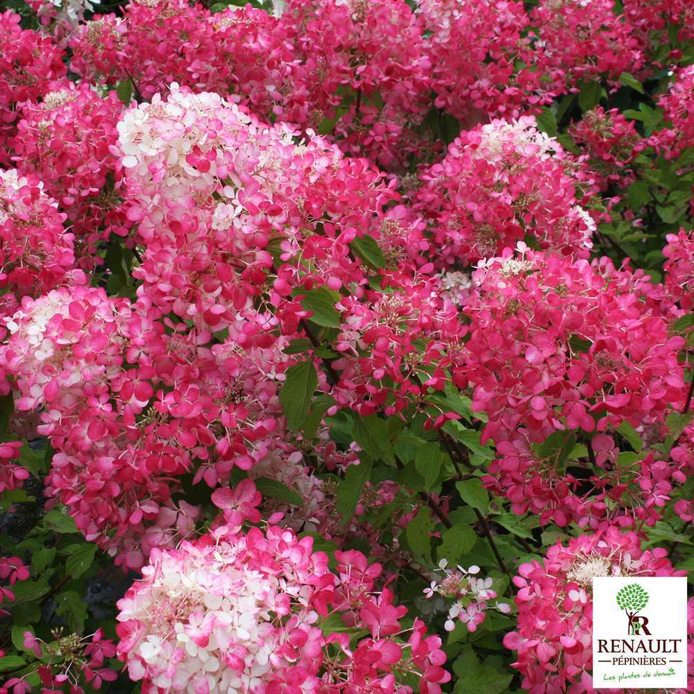Hydrangea paniculata ' Diamant Rouge ' ® :conteneur 7L